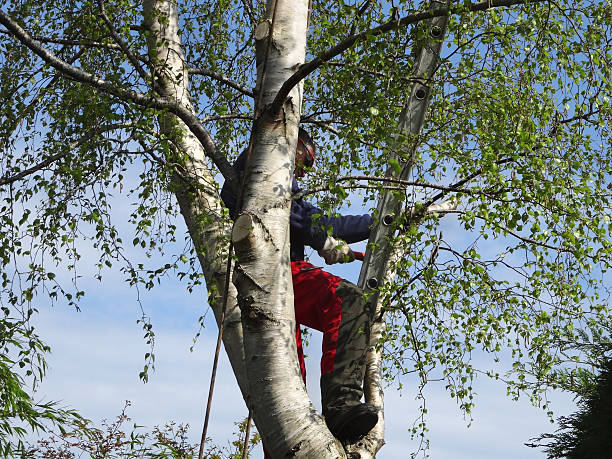 Best Storm Damage Tree Cleanup  in Fredericksburg, TX